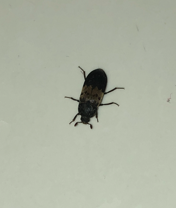 Iarder beetle