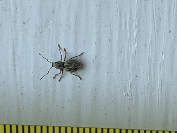 Broad-nosed/short-snouted weevil