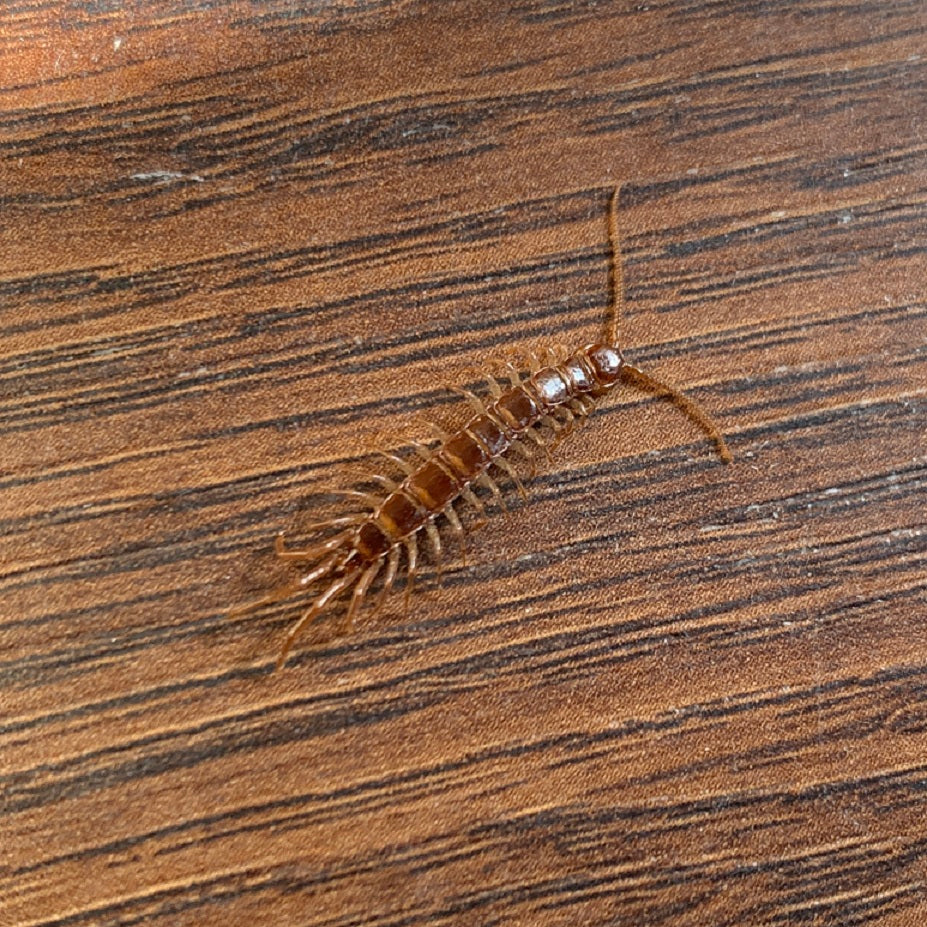 Centipede – Chilopoda