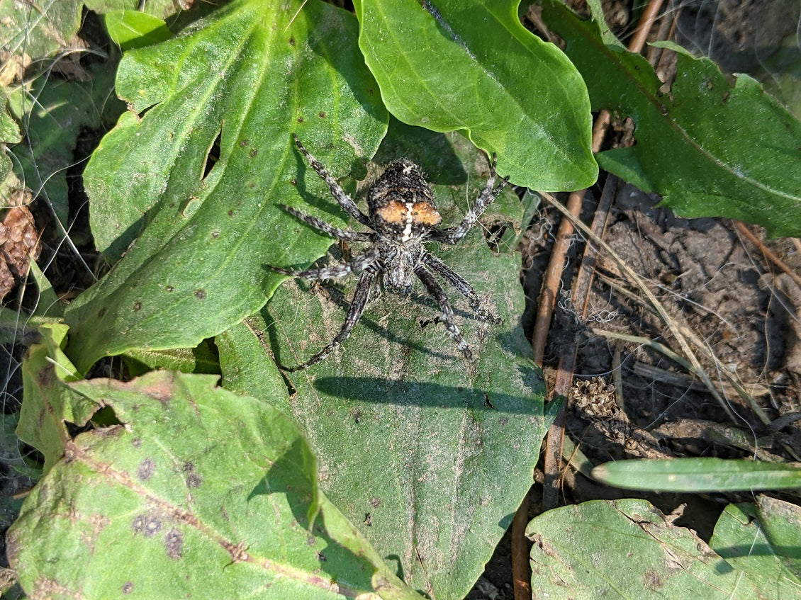 Orb-weaving spider