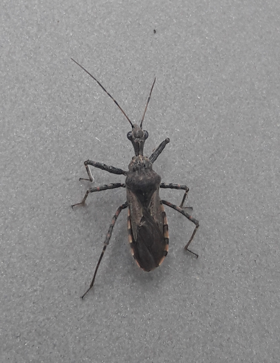 Assassin bug
