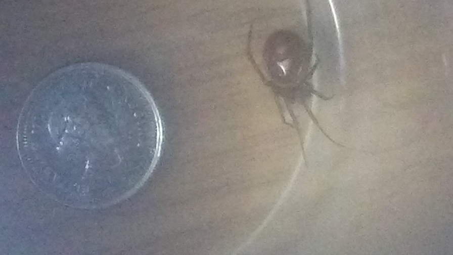 cobweb/comb-footed spider