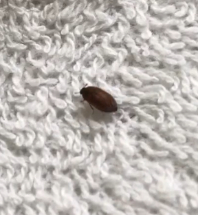 Carpet beetle