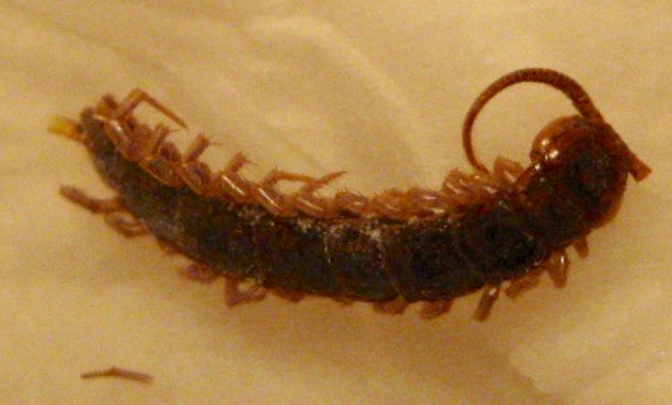 Centipede