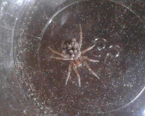 Female wolf spider