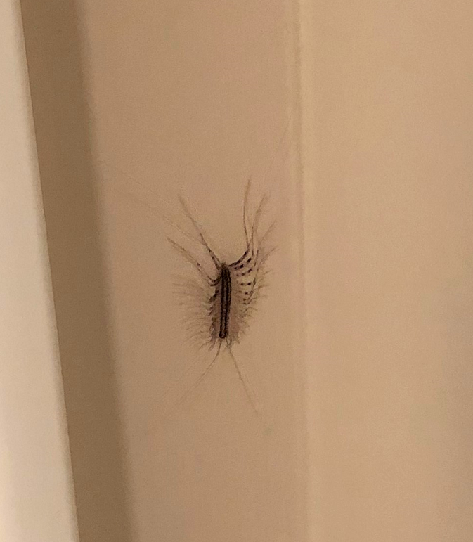 House centipede