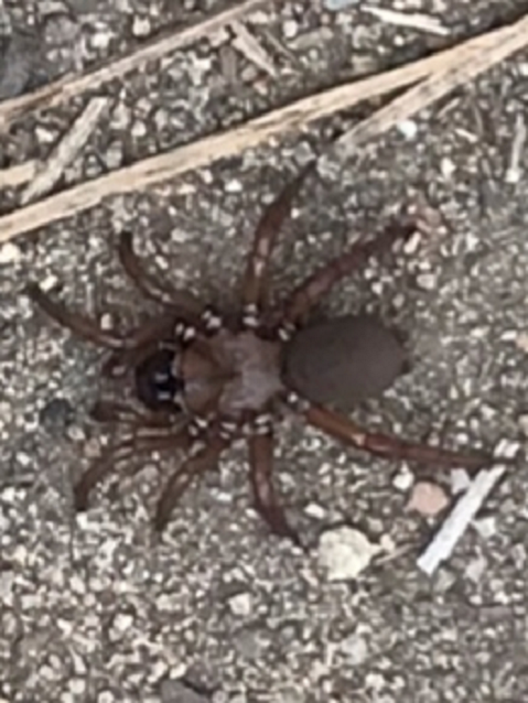Mygalomorph spider