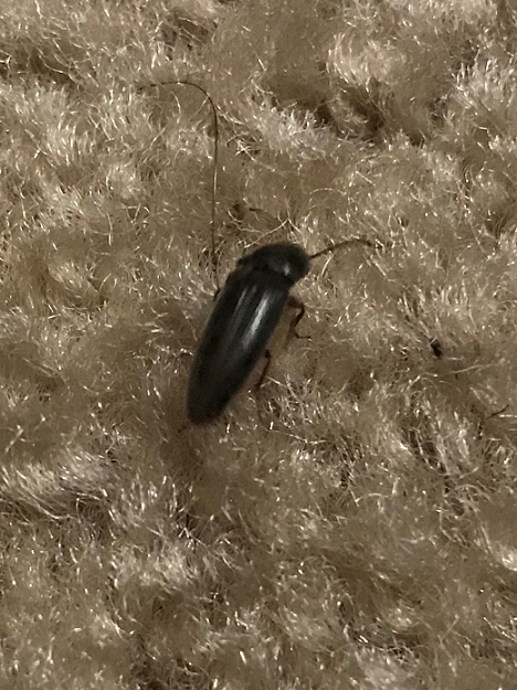 Click beetle