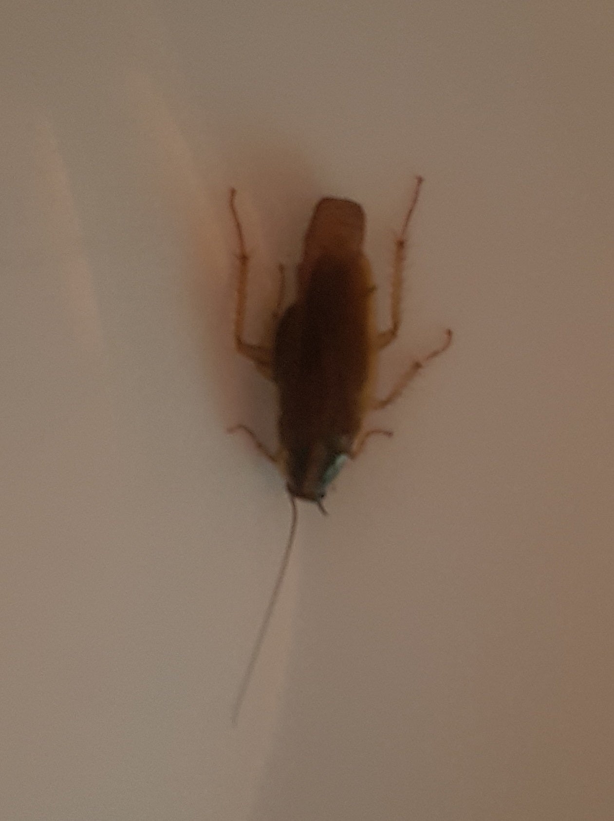 Female German cockroach
