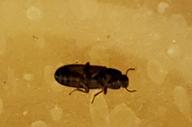 Darkling beetles