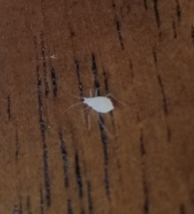 Aphid
