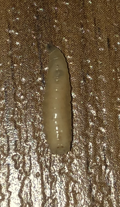 Maggot of a muscoid fly