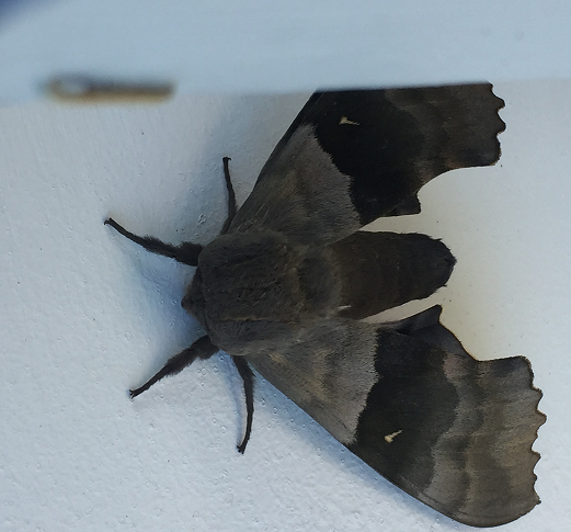 Sphinx moth