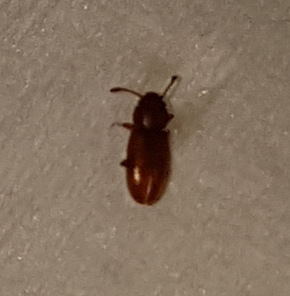 Foreign grain beetle