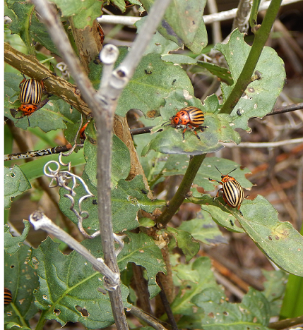 Colorado potato beetles