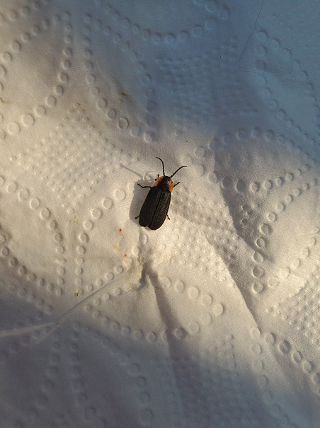 Day-flying firefly