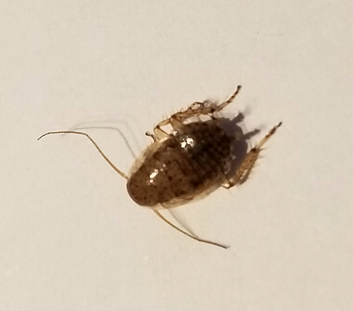 Nymph of a cockroach