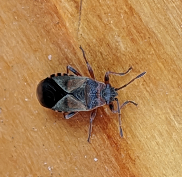 Elm seed bug