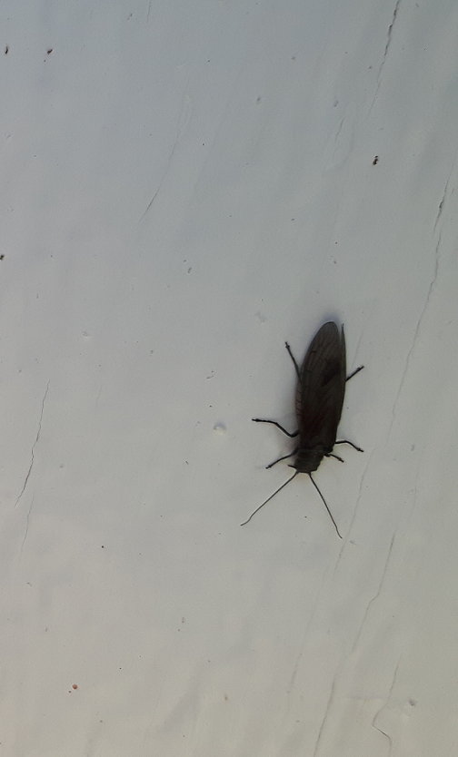 Alderfly