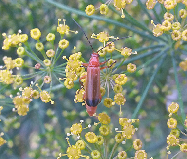 Common red soldier beetle