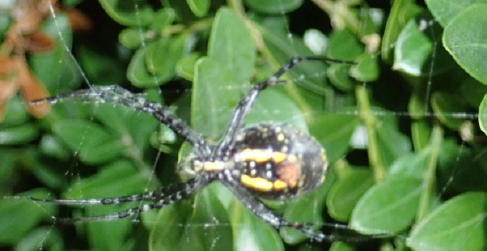 Banded garden spider