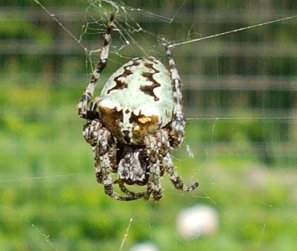 Giant lichen orbweaver