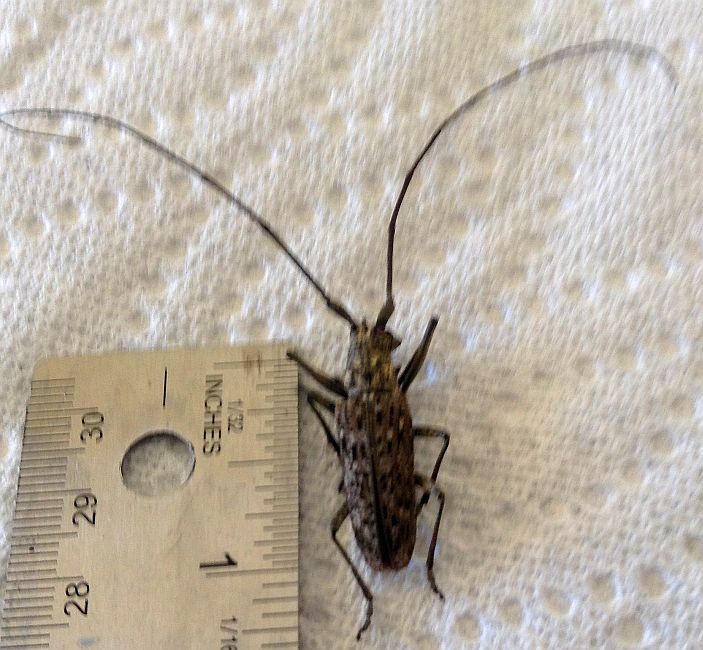 Long Horned wood boring beetle