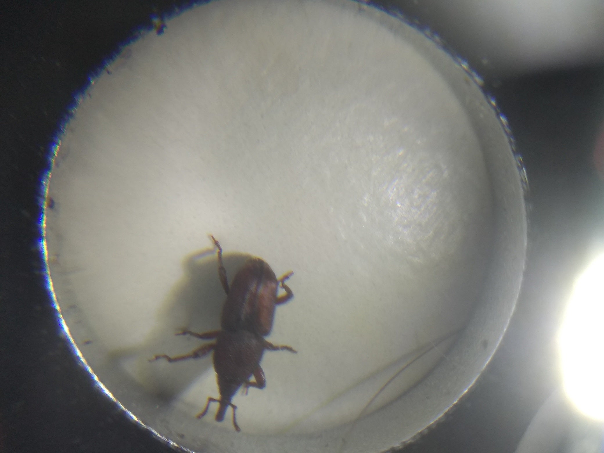 Granary weevils