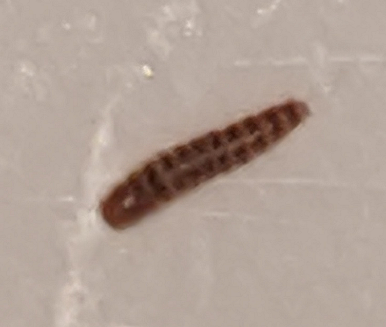Larva of a carpet beetle