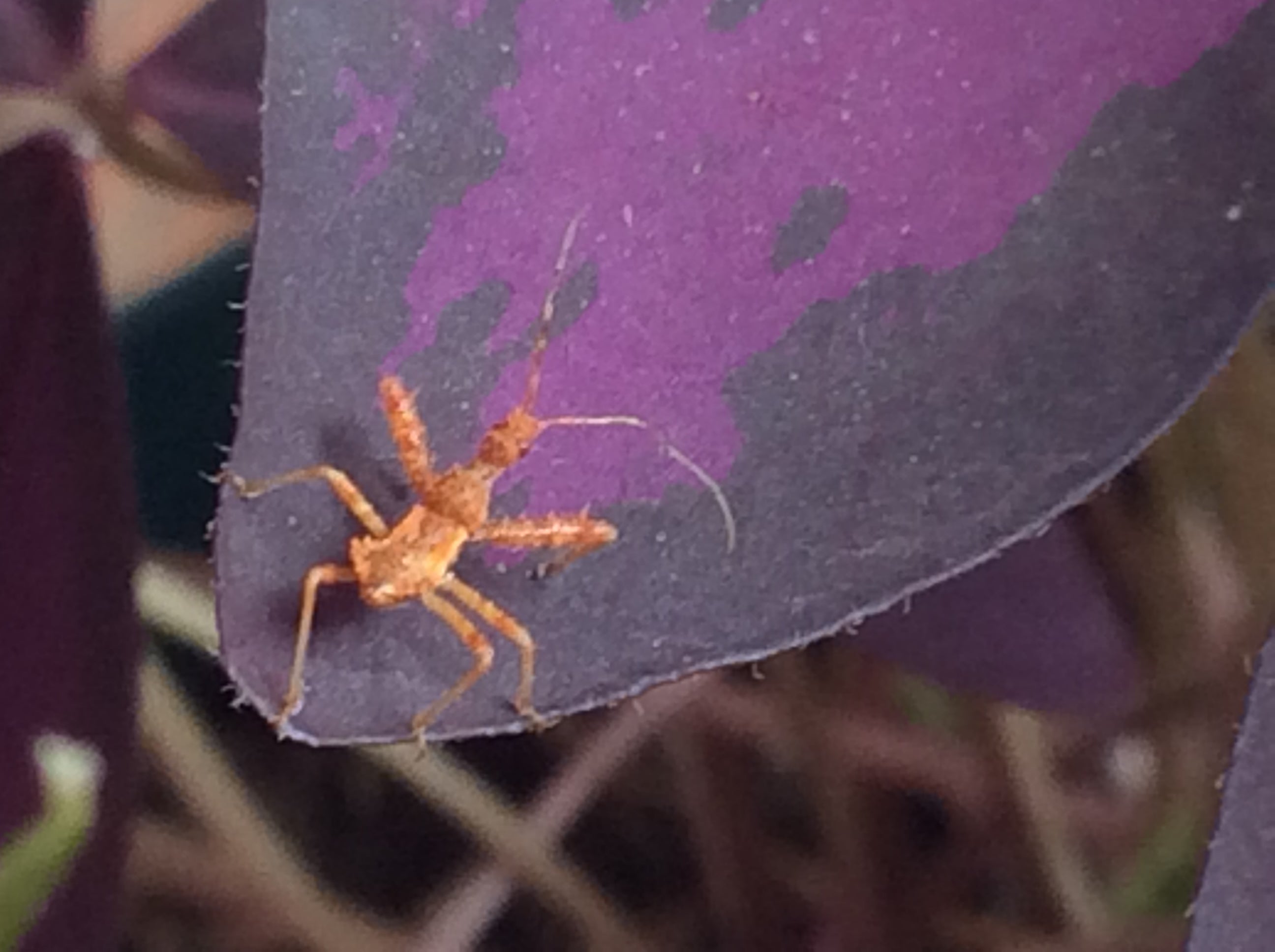 Nymph of a Spiny assassin bug