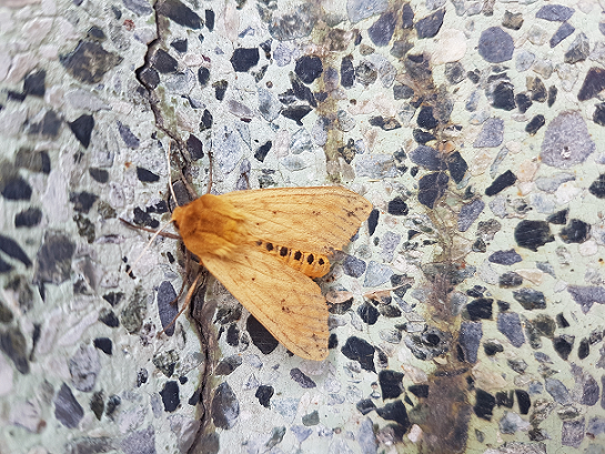 Tiger moth