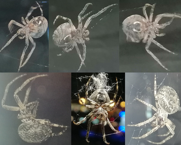 Orb weaving spider