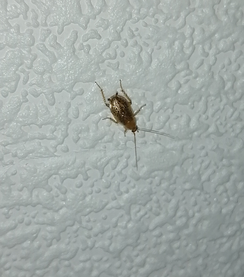 Cockroach