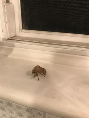 Cicada