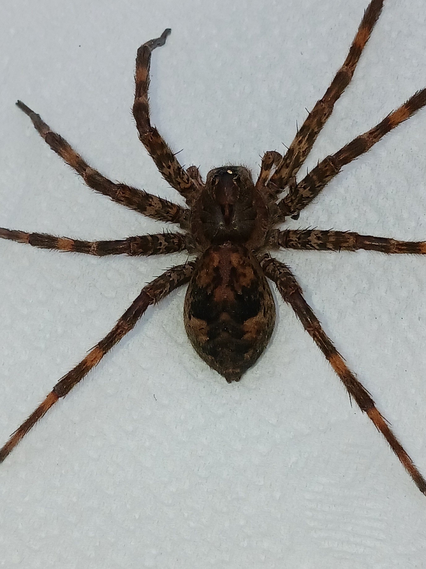 Fishing spider