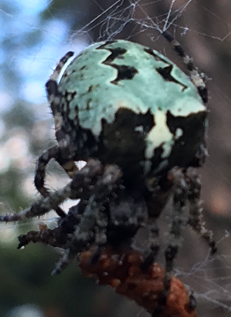 Giant lichen orb weaver