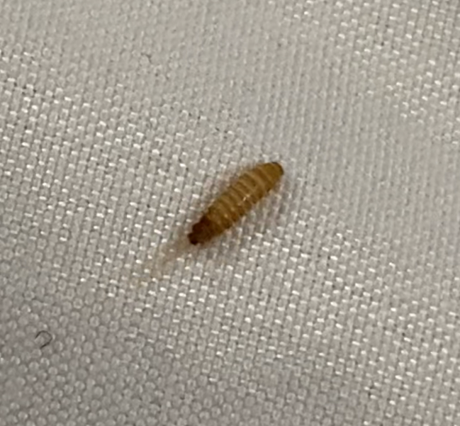 Larva of a beetle (Dermestidae)