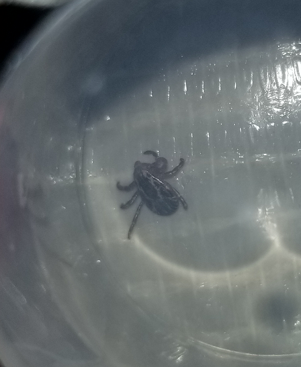 American dog tick
