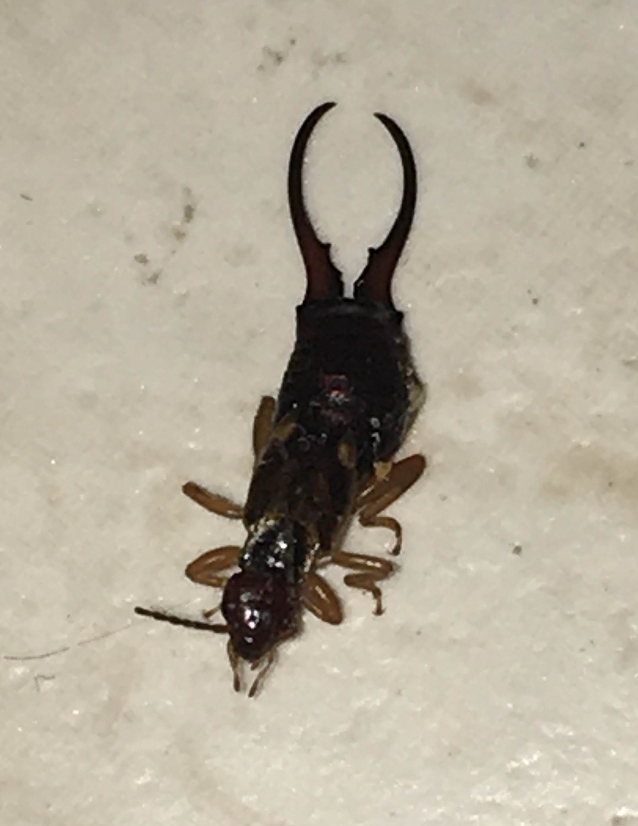Earwig