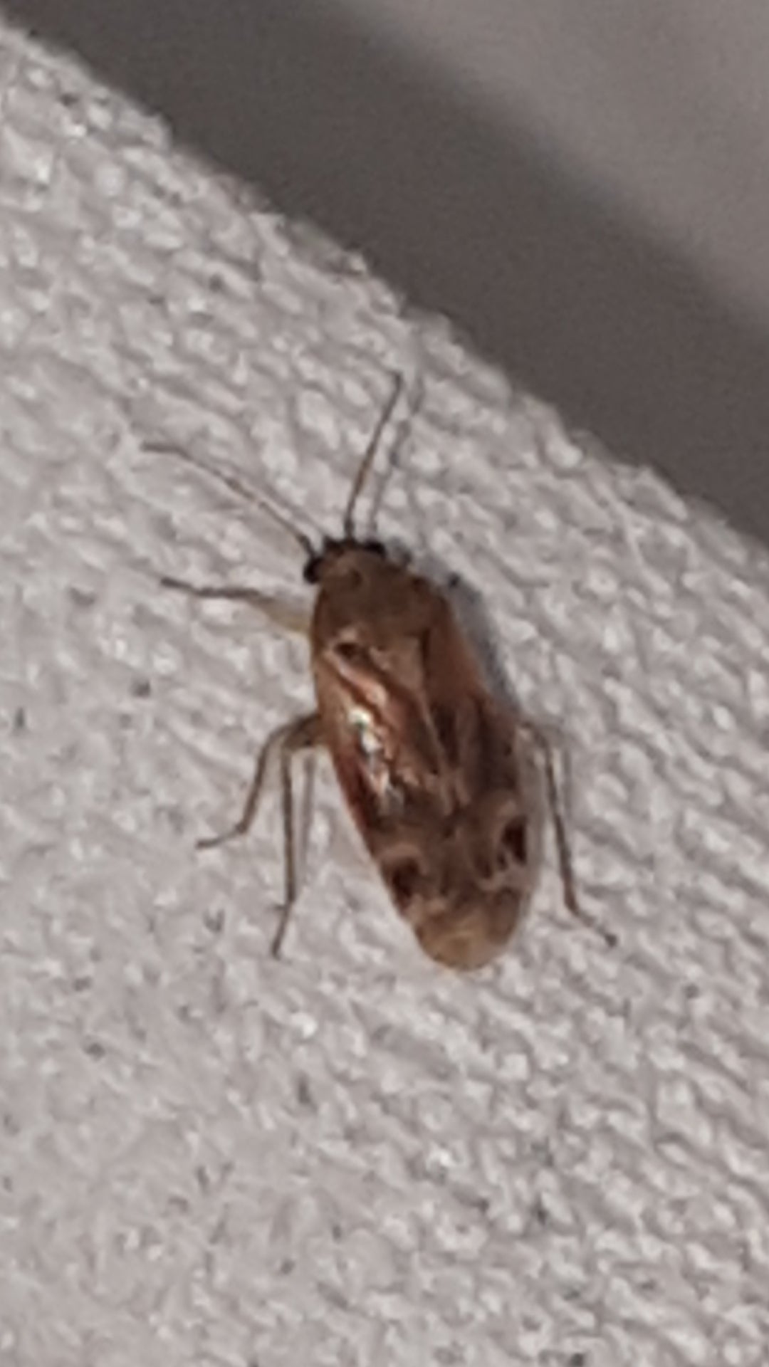 Plant bug