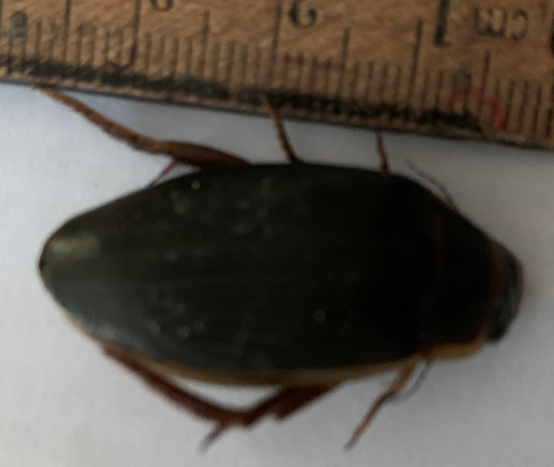 Predaceous diving beetle