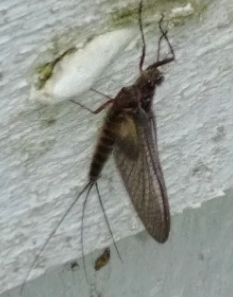 Mayfly