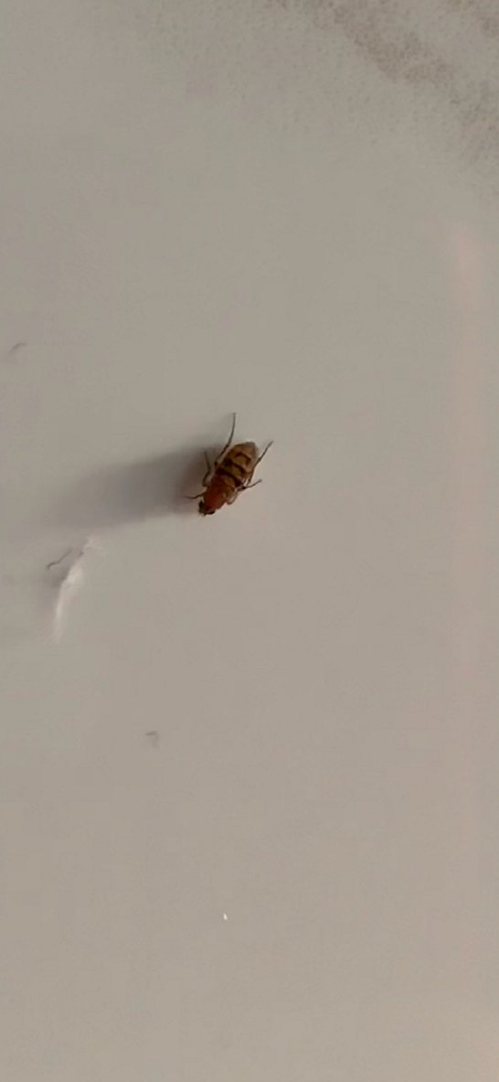 Scuttle fly