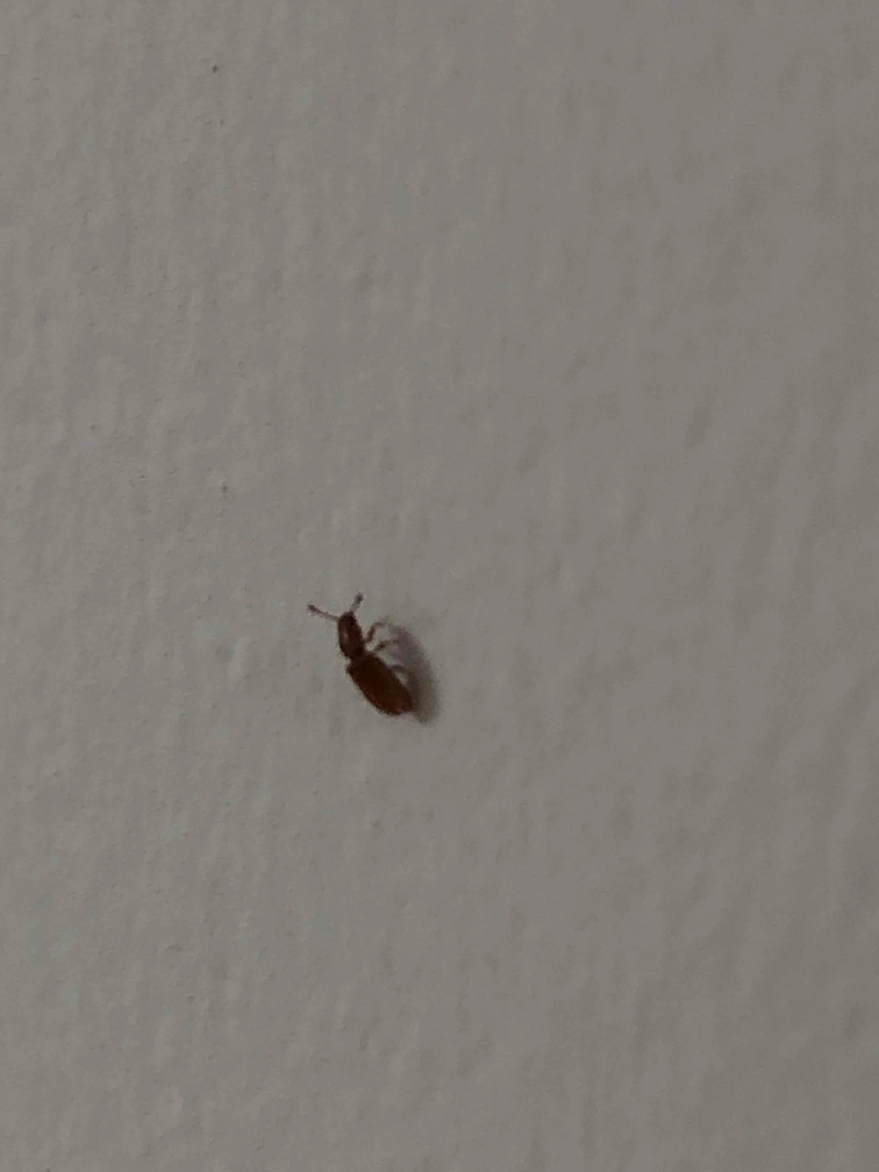 Grain beetle