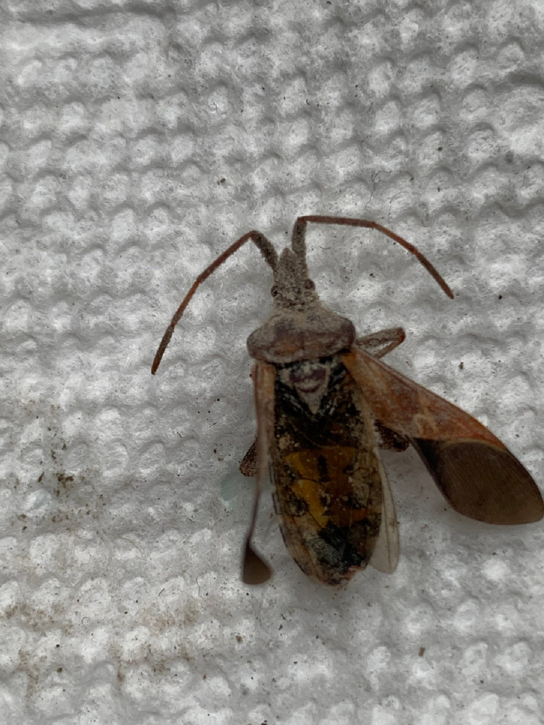 Western conifer seed bug
