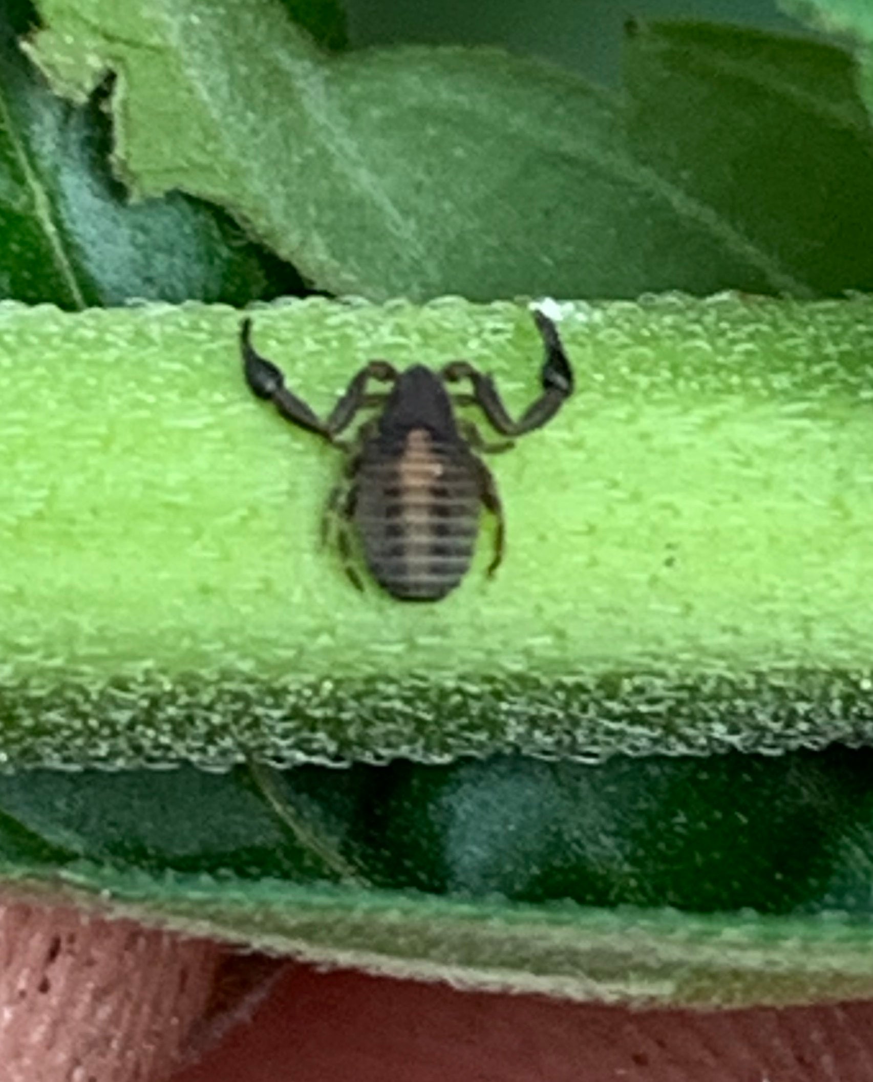 Pseudoscorpion