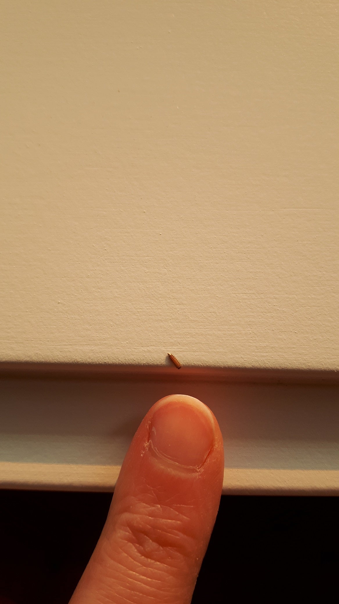 Duff millipede