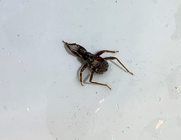 Nymph of an assassin bug