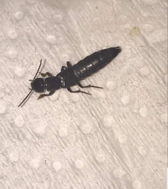 Rove beetle