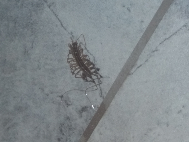 House centipede